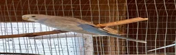 Budgerigars birds for sale: Baby Budgies for sale  - Advert 4