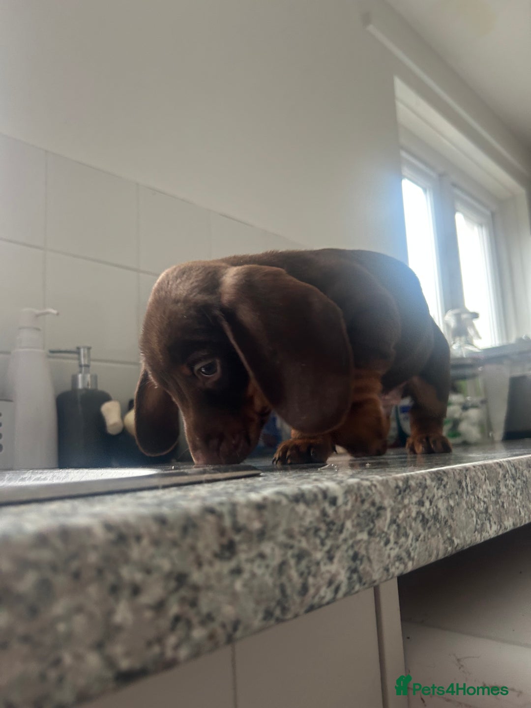 Dachshund dogs for sale: Dachshund puppy - Advert 8