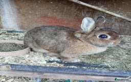Netherland Dwarf rabbits for sale: Netherland dwarf rabbits  - Image 3