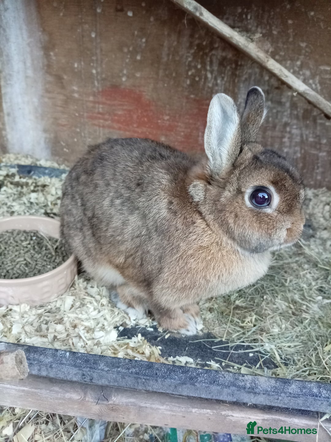 Netherland Dwarf rabbits for sale: Netherland dwarf rabbits  - Image 3