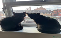 Domestic Shorthair cats for sale: 2 black cat sisters  - Image 2