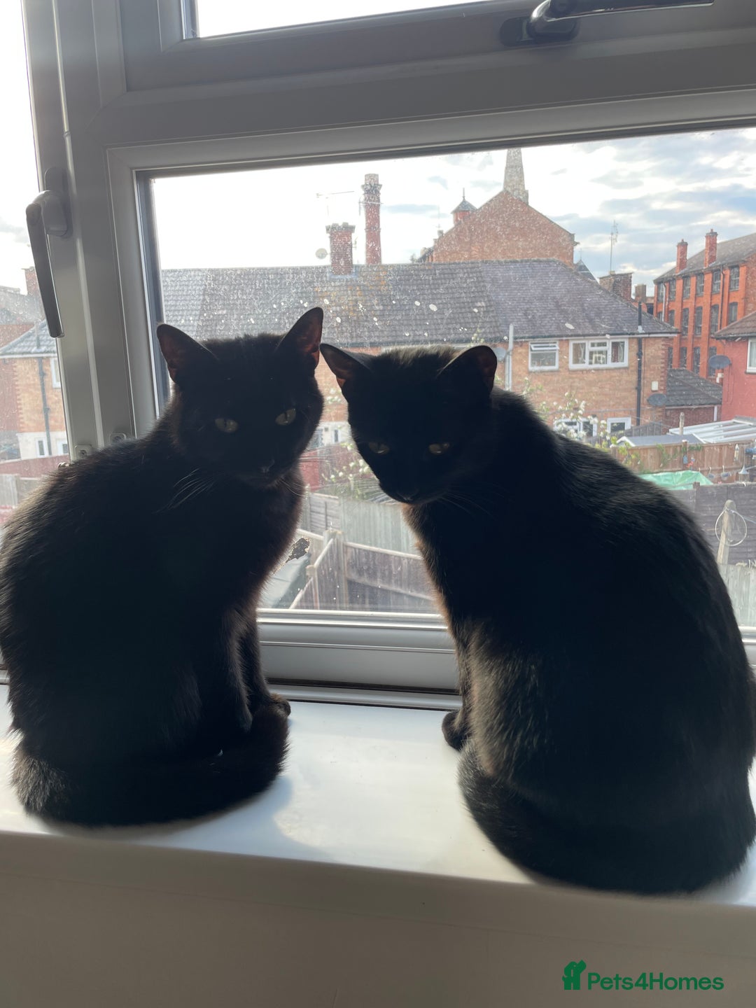 Domestic Shorthair cats for sale: 2 black cat sisters  - Image 2