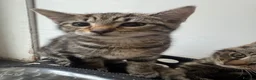 Mixed Breed cats for sale: Two 18weeks old Kittens ready for forever homes  - Advert 4