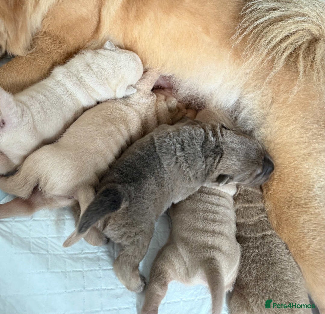 Shar Pei dogs for sale: shar peis - Advert 17