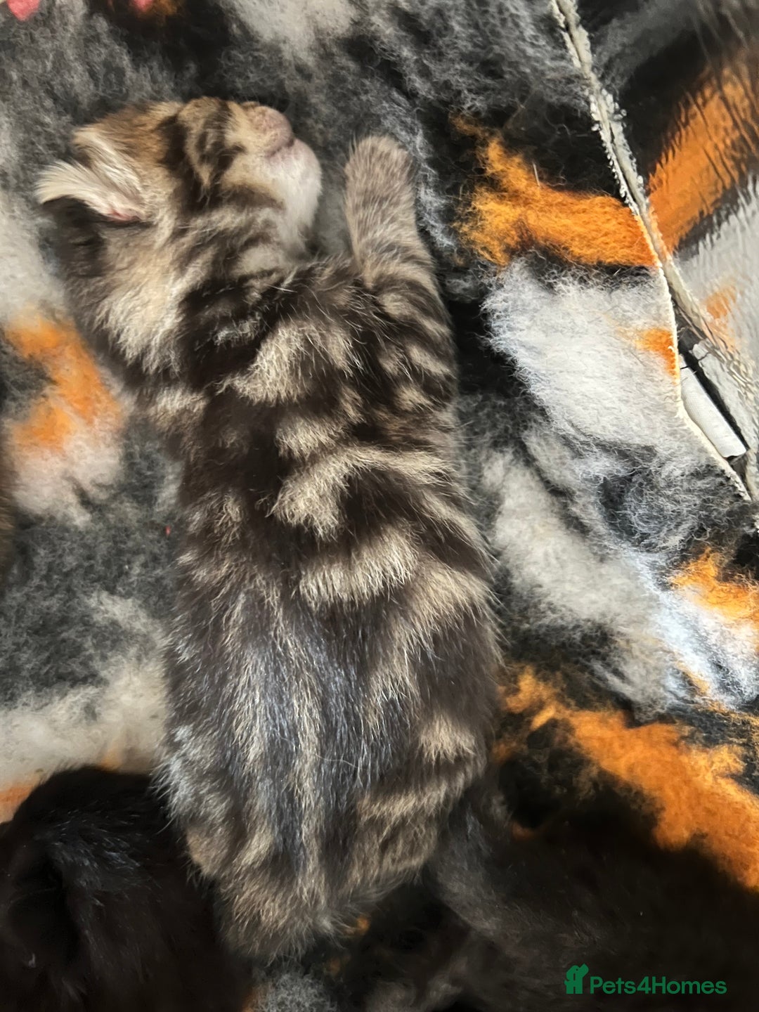 Domestic Shorthair cats for sale: 6 beautiful kittens for sale. - Image 14