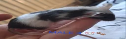 Mouse rodents for sale: MALE FANCY MICE 🐁🐾 in South Shields - Advert 11