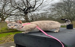 Ragdoll cats for sale: Adorable Ragdoll X Snow Bengal Kittens - Advert 2