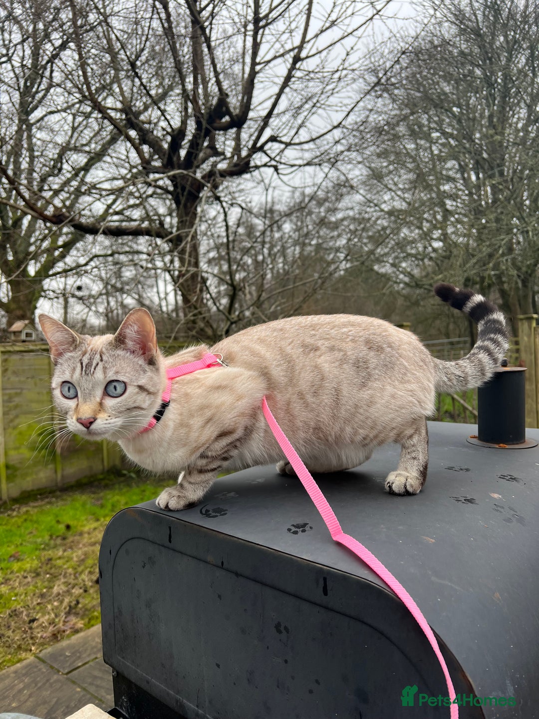 Ragdoll cats for sale: Adorable Ragdoll X Snow Bengal Kittens - Advert 2