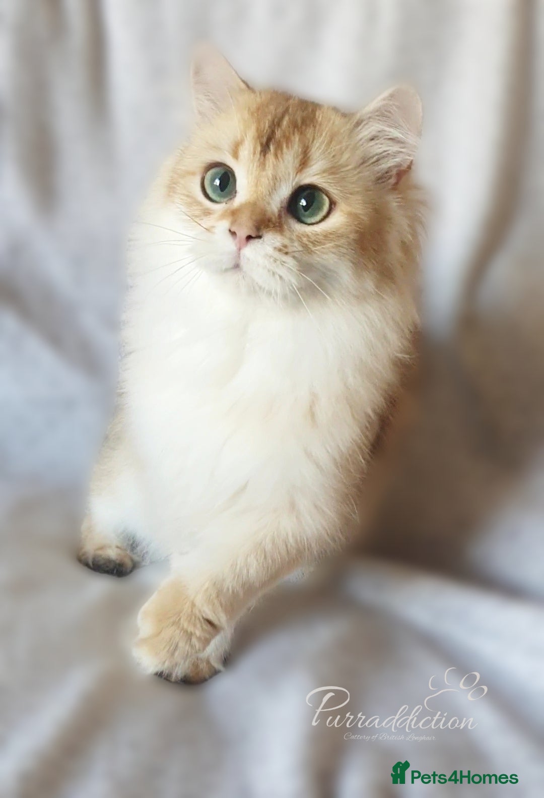 British Longhair cats for sale: Chocolate Golden British Longhair kitten - Image 7