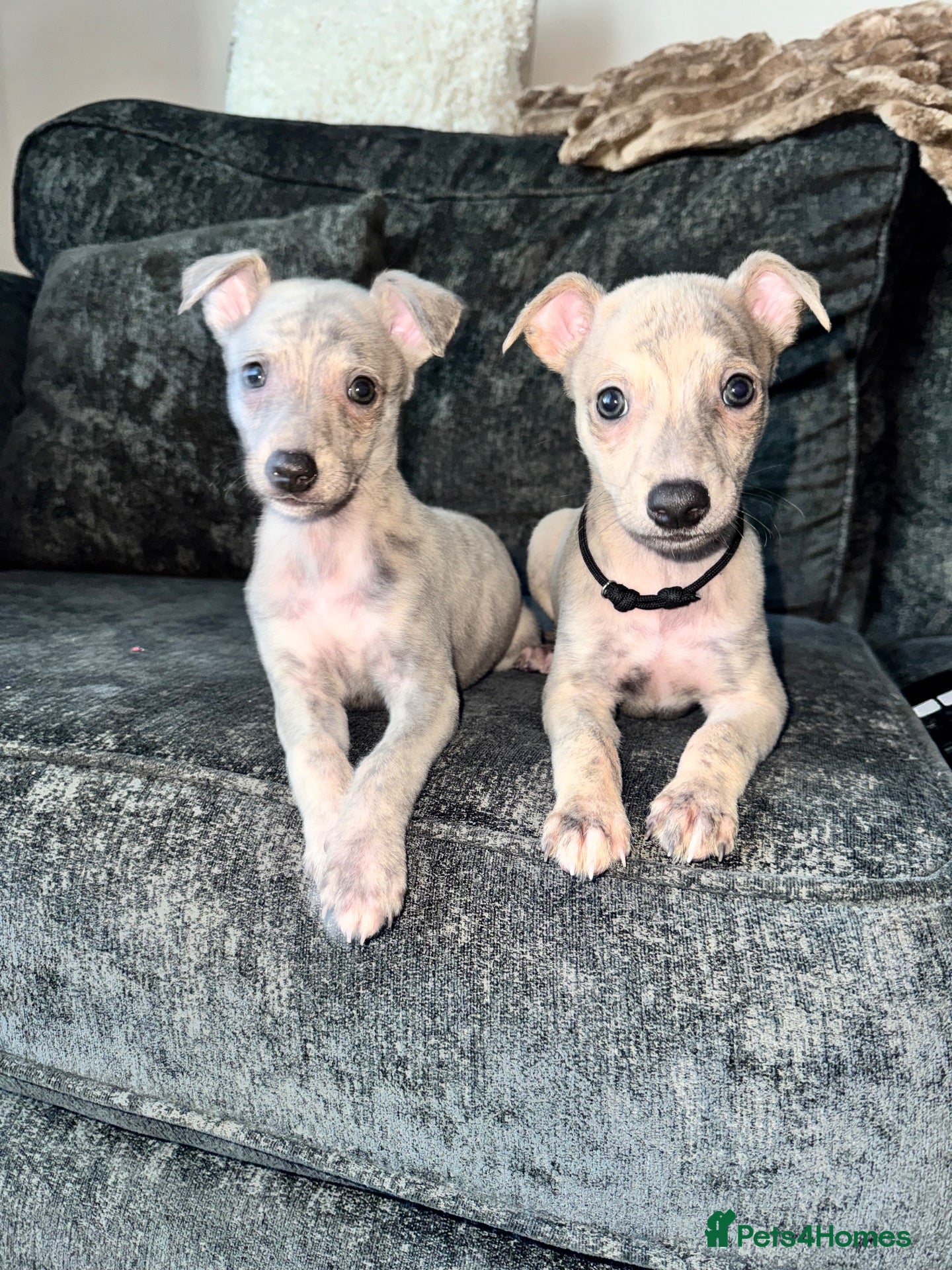 Whippet dogs 2 Stunning KC registered boys left - Advert 3