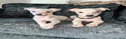 Whippet dogs for sale: 2 Stunning KC registered boys left - Advert 1