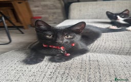 Mixed Breed cats for sale: 3 boys Available  - Image 4