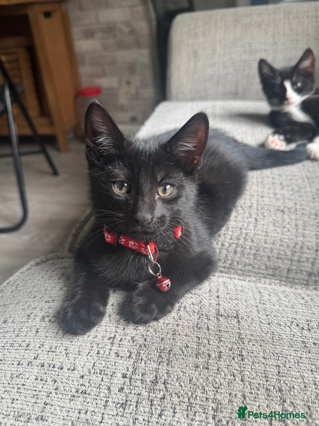 Mixed Breed cats for sale: 3 boys Available  - Image 4