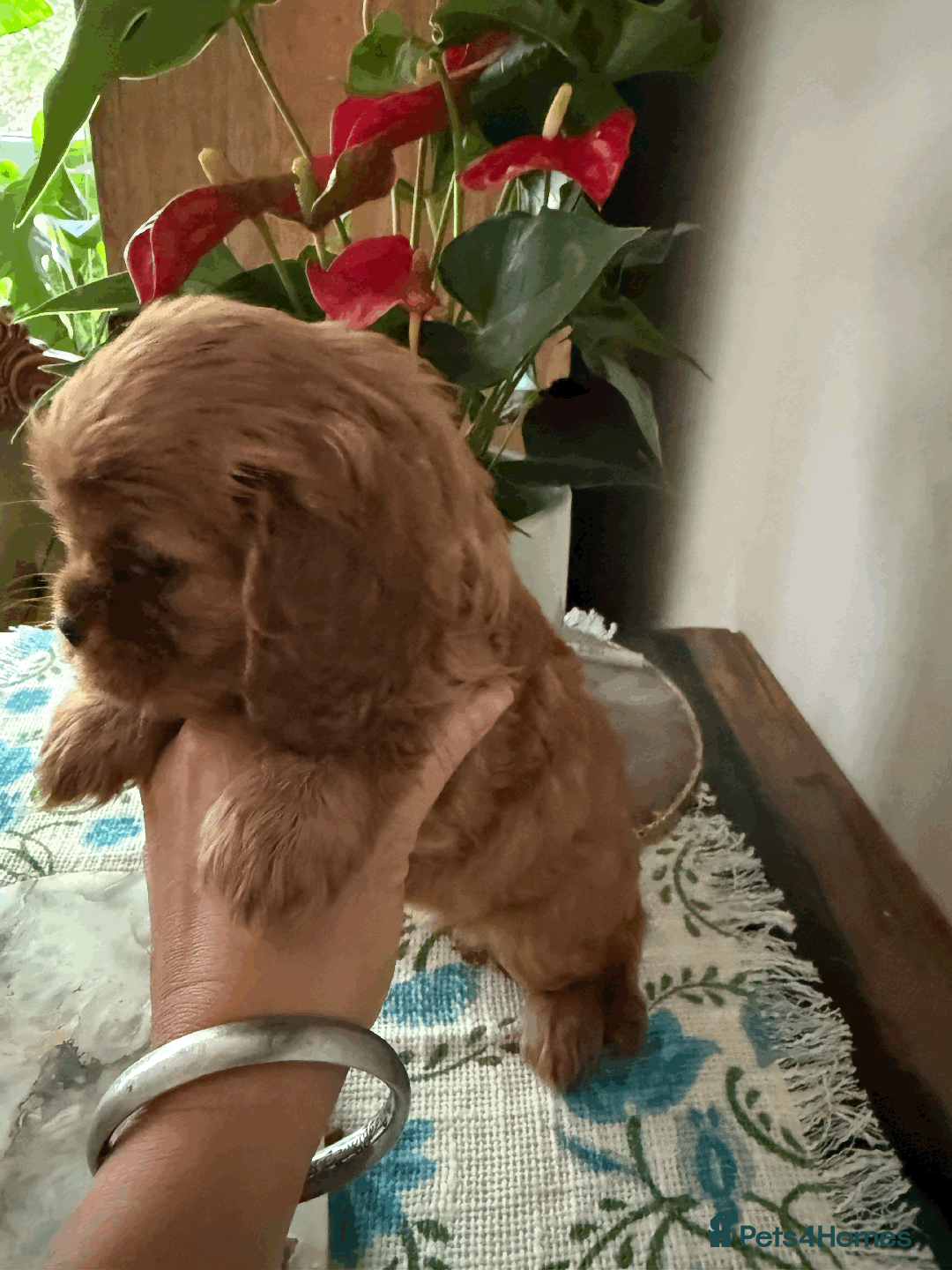 Cavalier King Charles Spaniel dogs for sale: READY NOW CavalierKingsCharlesSpaniel boy  - Image 10