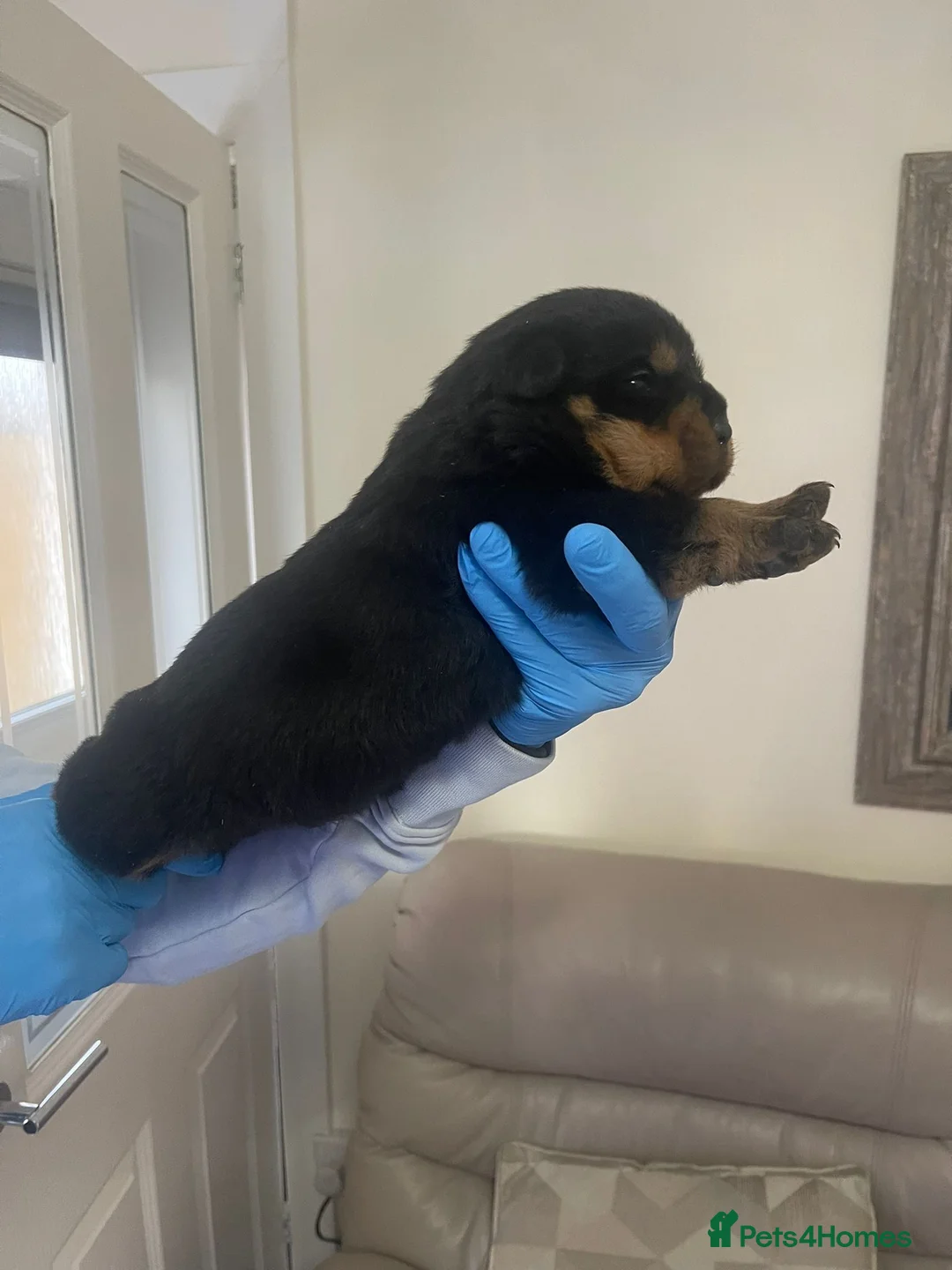 Rottweiler dogs for sale: Quality KC registered Rottweiler Puppies  - Advert 10