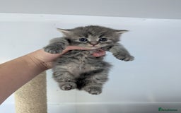 Maine Coon cats for sale: Maincoon - Image 5