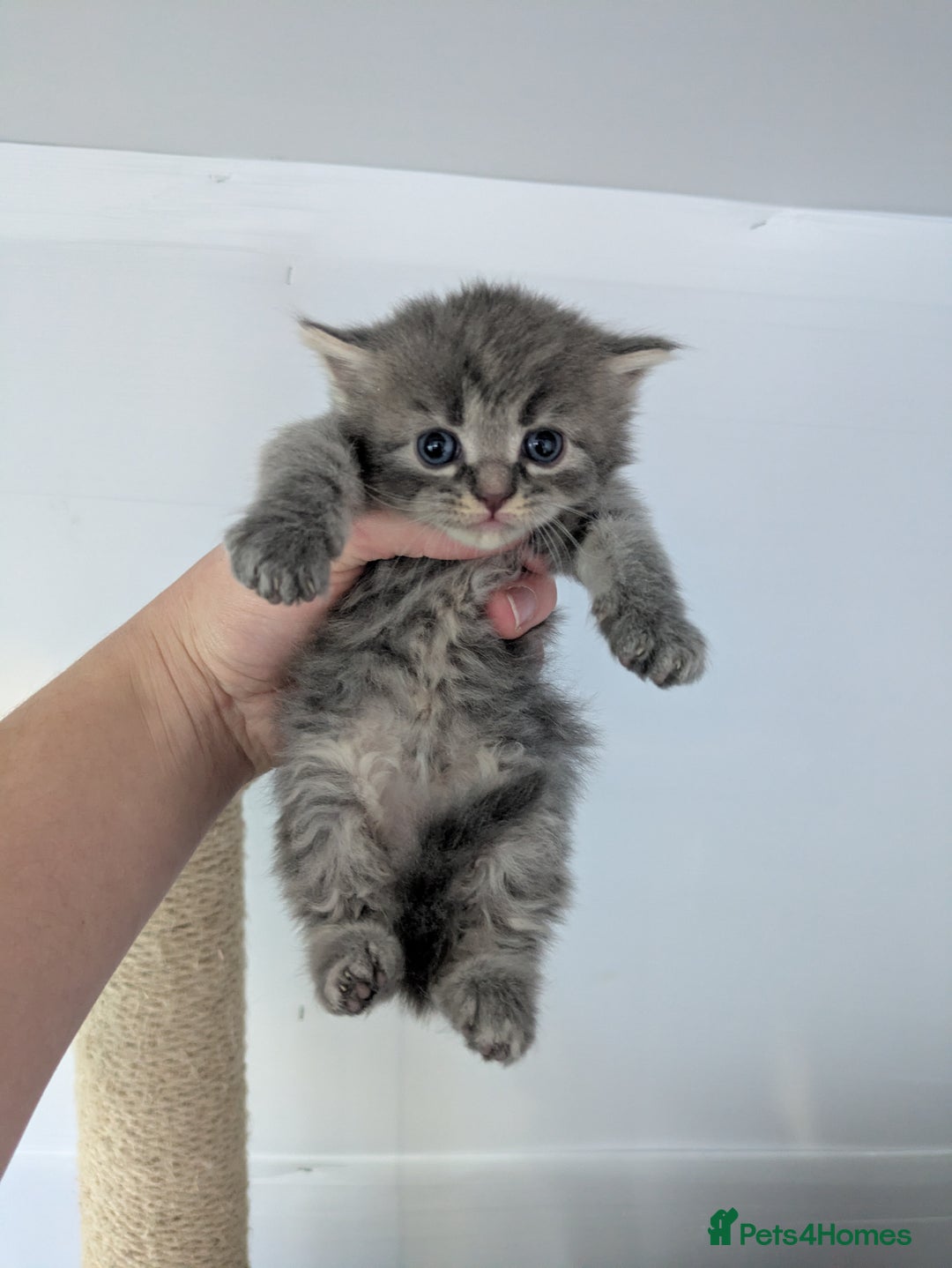 Maine Coon cats for sale: Maincoon - Image 5