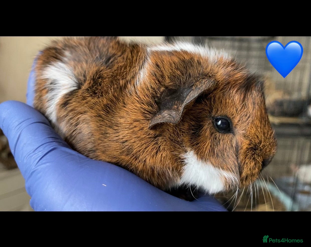 Guinea Pig rodents Gorgeous guinea pigs - Advert 12