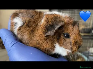 Guinea Pig rodents Gorgeous guinea pigs - Advert 12