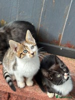 Bengal cats - Advert 13