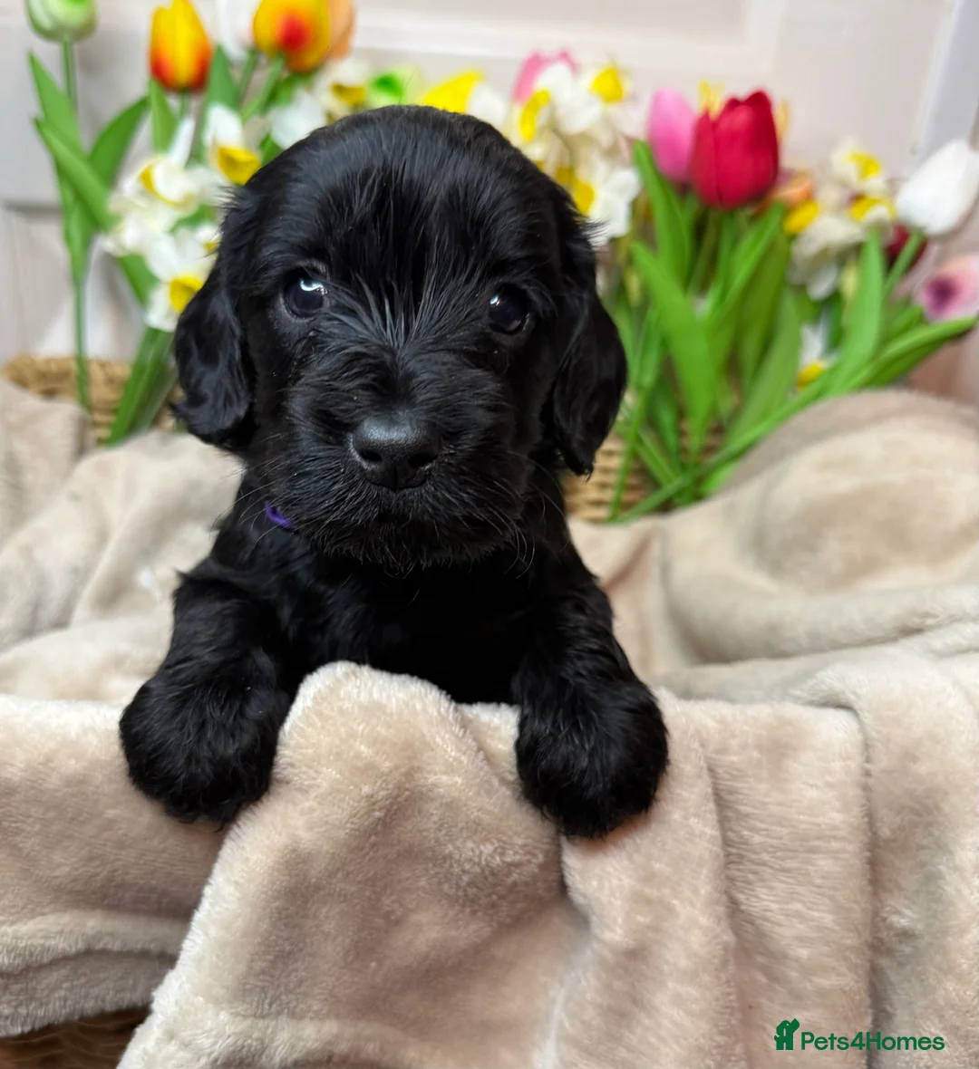 Cockapoo dogs for sale: Adorable F1 cockapoo puppies - Advert 12