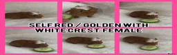 Guinea Pig rodents for sale: BABY GUINEA PIGS READY NOW  - Advert 3