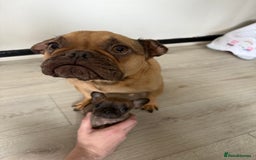French Bulldog dogs for sale: Frenchie for sale - Image 4