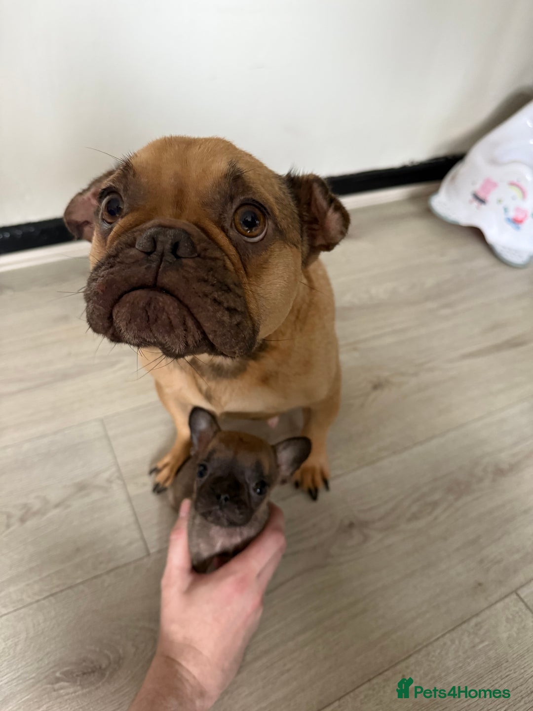 French Bulldog dogs for sale: Frenchie for sale - Image 4