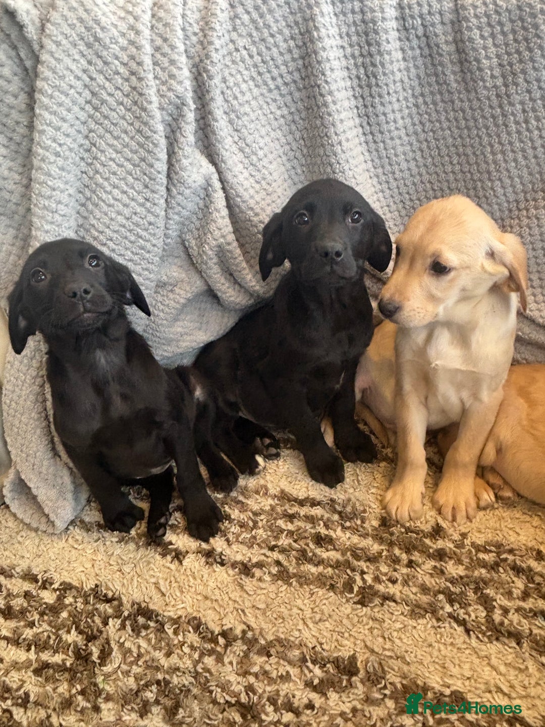 Labrador Retriever dogs for sale: Mixed Litter of Labrador Retriever Puppies - Advert 4