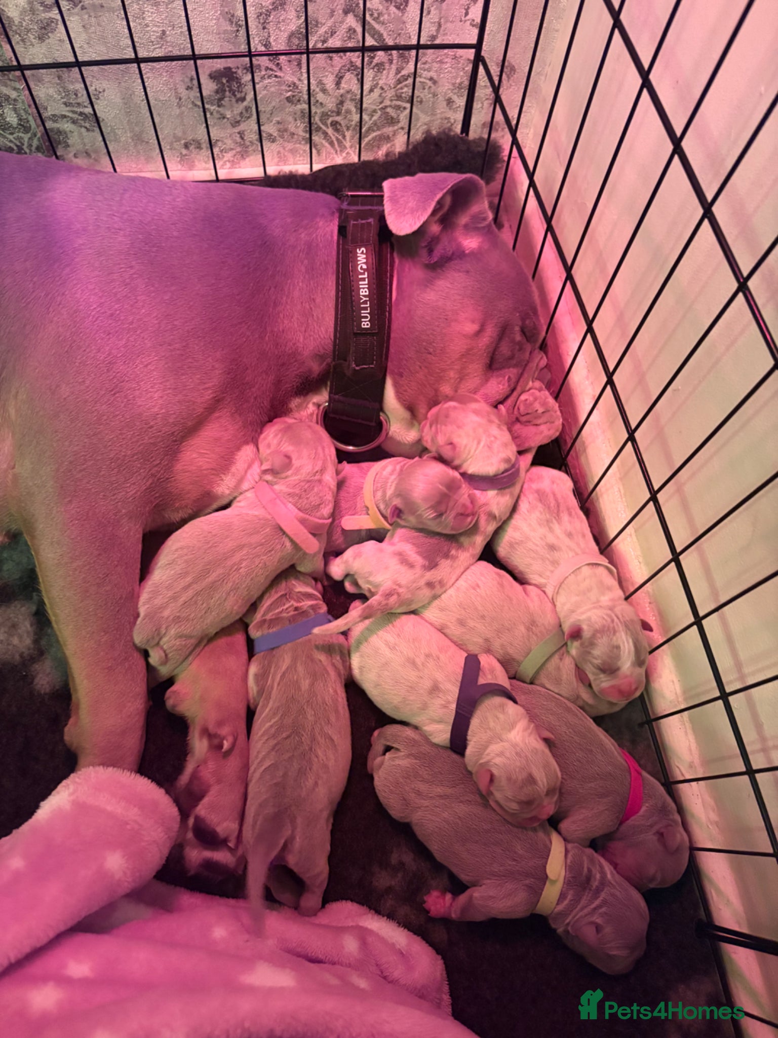 Old Tyme Bulldog dogs Old tyme bulldog puppies - Advert 1