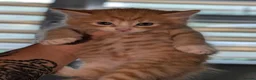 Mixed Breed cats for sale: Maine coon cross kittens  - Advert 18