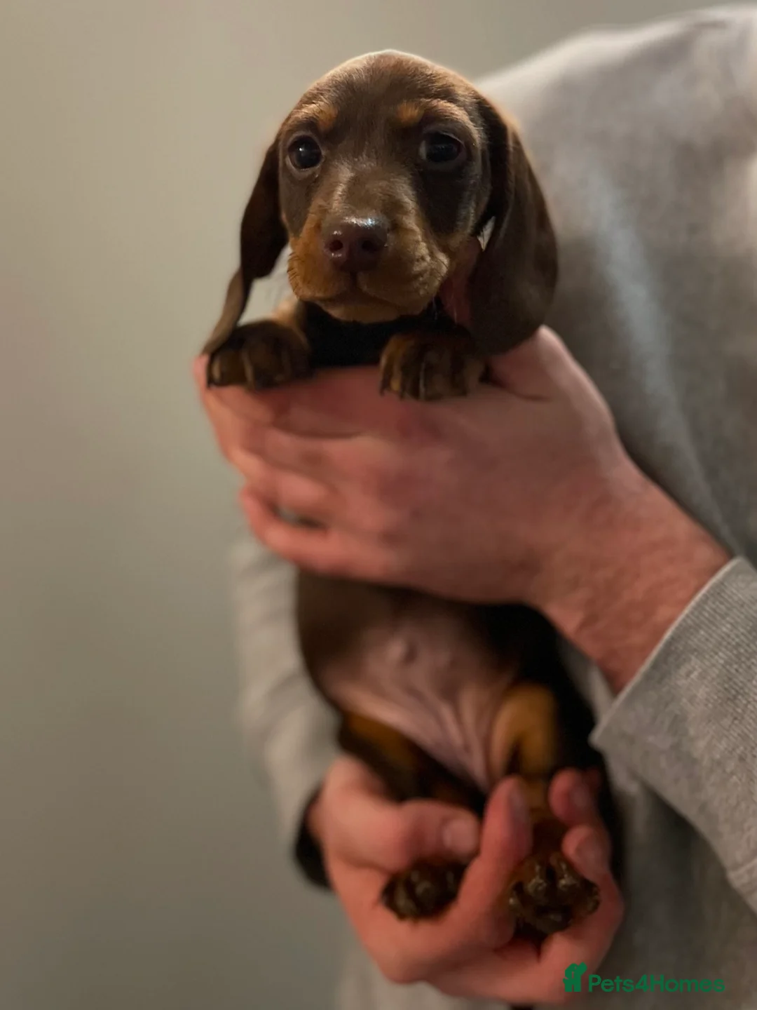 Miniature Dachshund dogs for sale: Miniature dachshund  - Advert 2