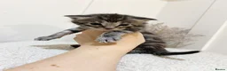Mixed Breed cats for sale: MAINECOON X BENGAL KITTENS  in Airdrie - Advert 10