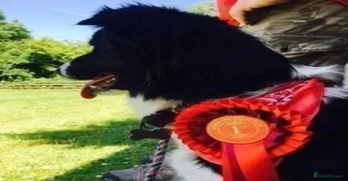 Border Collie dogs - Advert 13