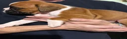 Boxer dogs for sale: Boxer puppys - Advert 8