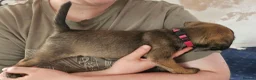 Border Terrier dogs for sale: SLEM clear KC Registered Border Terrier puppies  - Advert 4