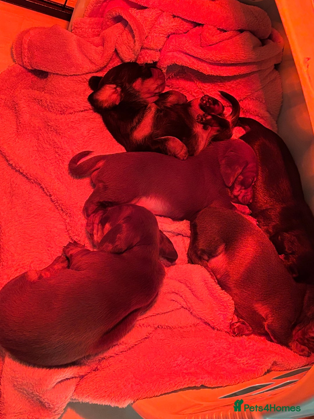 Miniature Dachshund dogs for sale: FOR SALE *Miniature dachshund puppies*  - Image 12