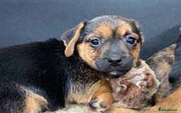 Mixed Breed dogs for sale: Border Terrier cross  - Image 5