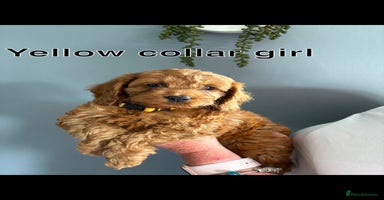 Cockapoo dogs - Advert 10