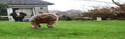 English Bulldog dogs for stud: Now proven English Bulldog at stud - Advert 18