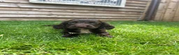 Cockapoo dogs for sale: Stunning F1 Miniature Cockerpoo Puppies - Advert 31