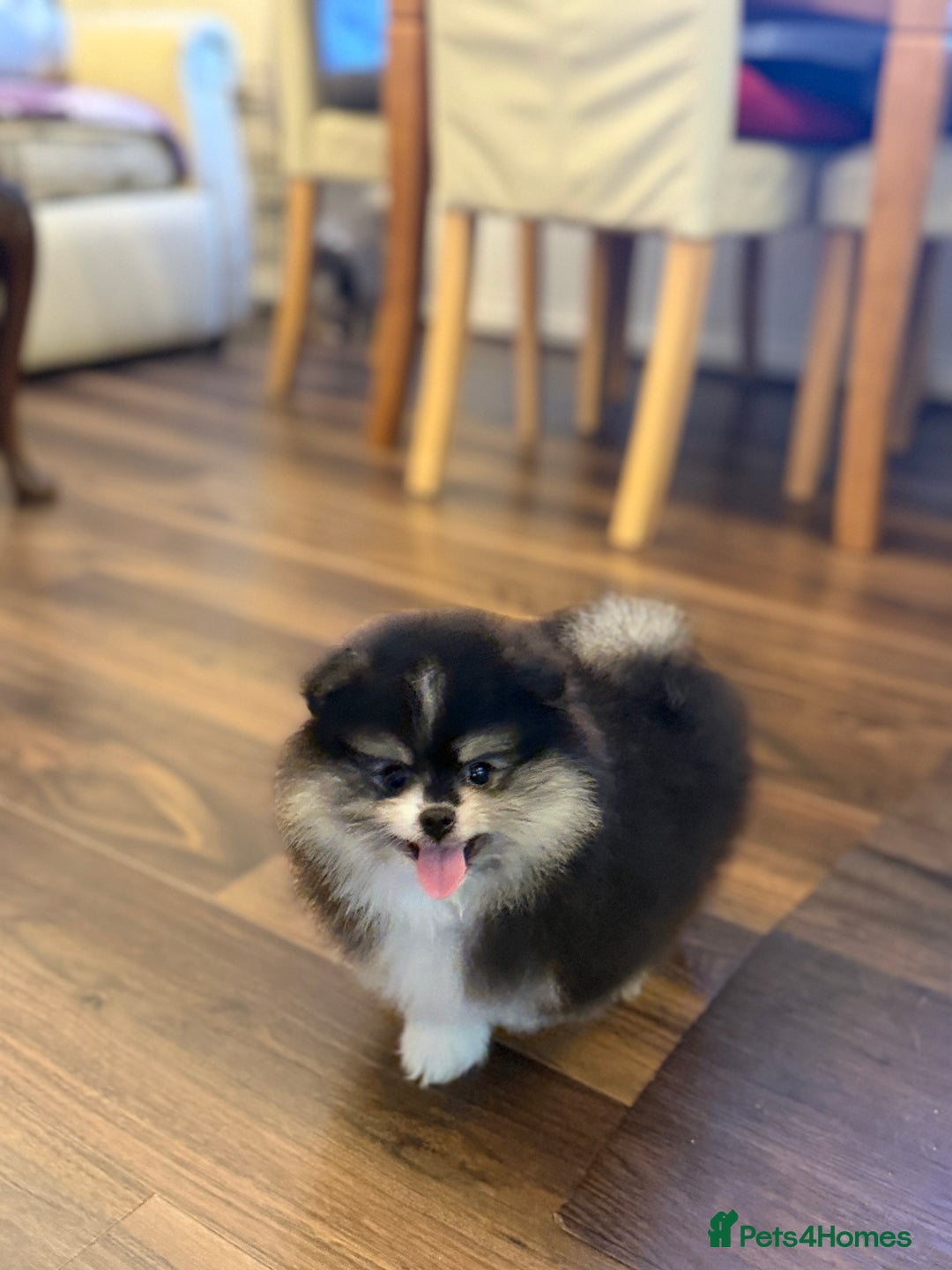 Pomeranian dogs for sale: Black &Tan Pomeranian puppy _Female - Advert 5