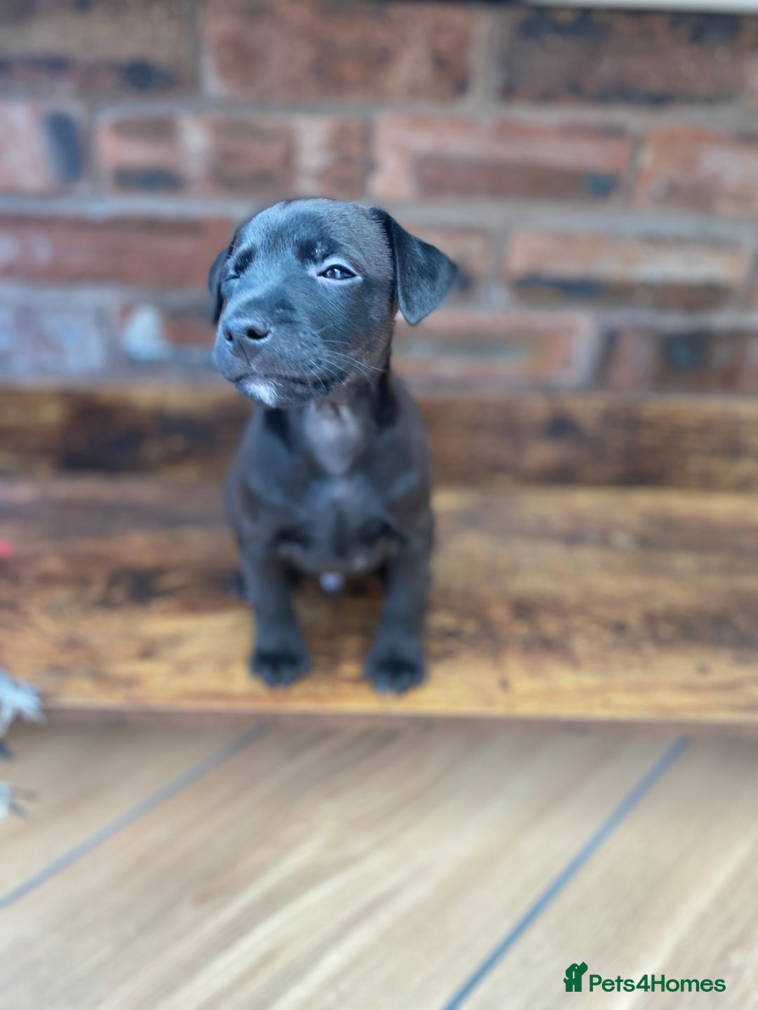 Mixed Breed dogs for sale: Plummer x Patterdale puppies  - Advert 6