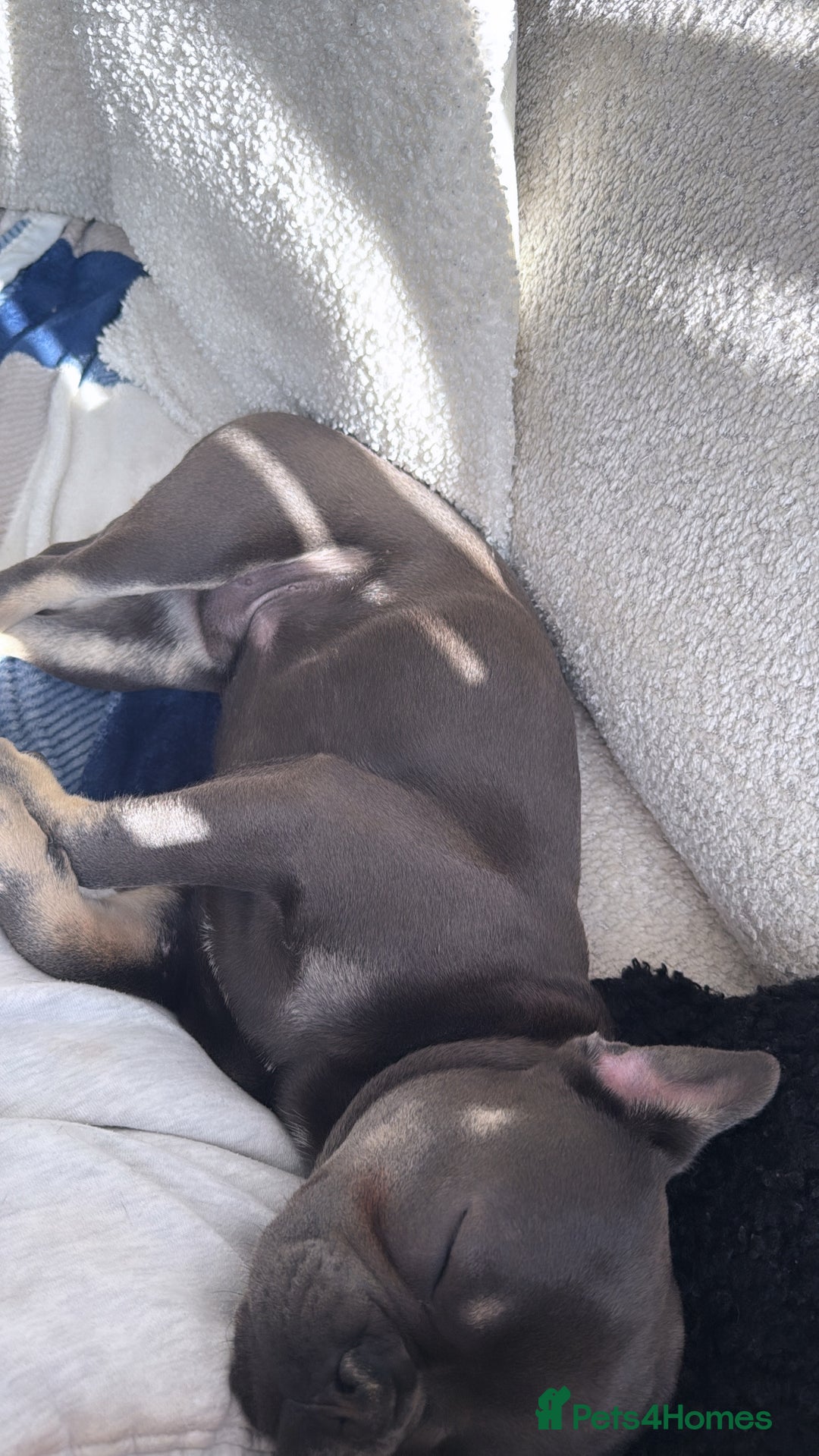 French Bulldog dogs for sale: Male grey french bulldog  - Image 7