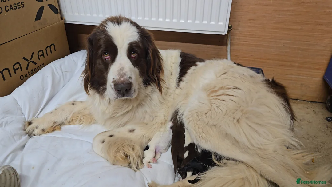 Mixed Breed dogs for sale: Beautiful Newfound puppies looking for a new home in Atherstone - Advert 2