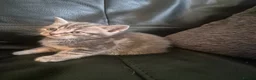 Mixed Breed cats for sale: 2 boys available now - Advert 3