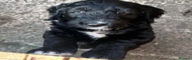 Cockapoo 6