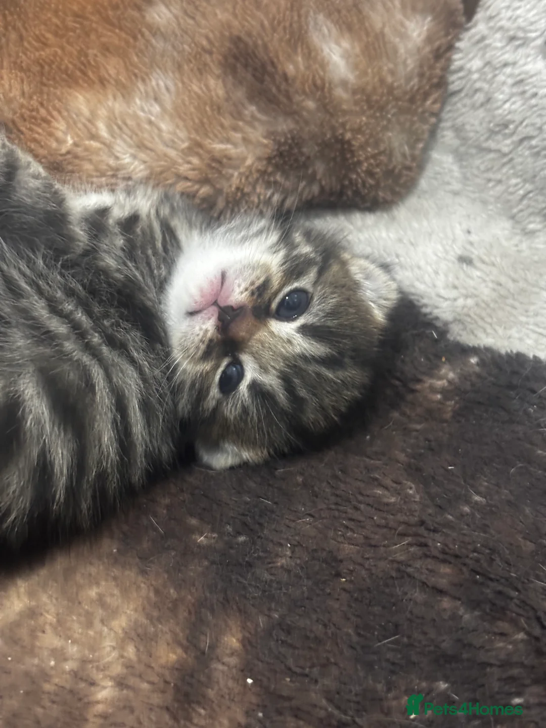 Norwegian Forest Cat cats for sale: norwegian mixes   - Advert 4