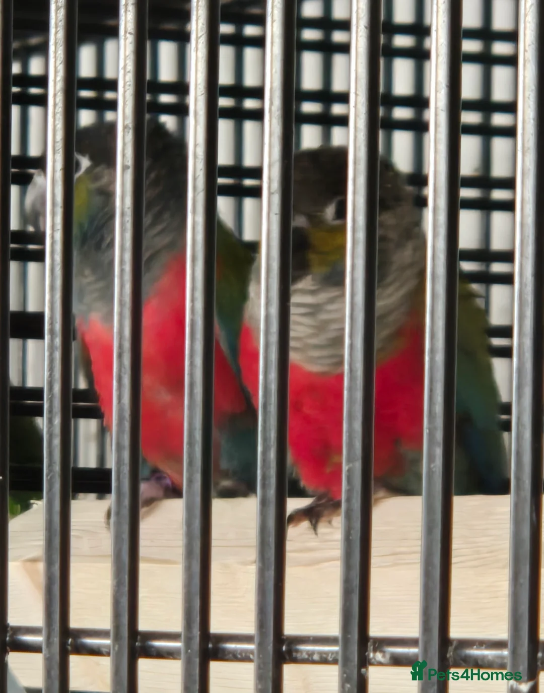 Parakeets birds for sale: FINCHES to parrots - Advert 7