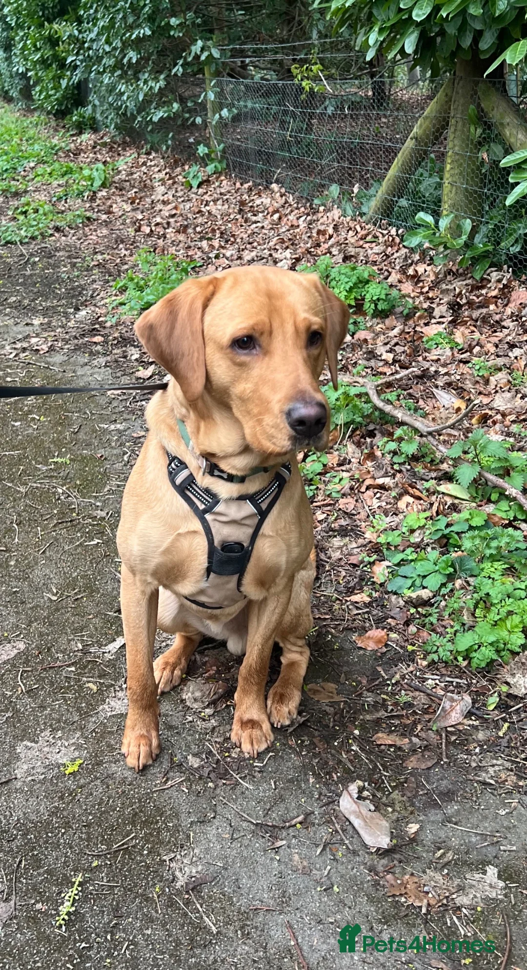 Labrador Retriever dogs for sale: 13 month old Fox Red Labrador Leo for Sale  in Tadcaster - Advert 1
